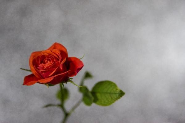 保誠保險(xiǎn)退保現(xiàn)金價(jià)值怎么算？退保需要哪些手續(xù)？