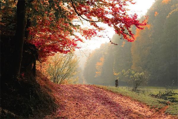 醫(yī)保新政策大揭秘：八種大病報(bào)銷(xiāo)真相，你真的了解嗎？
