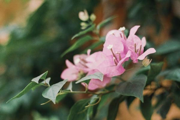 大病醫(yī)療互助保險保費一年是多少？如何繳費？