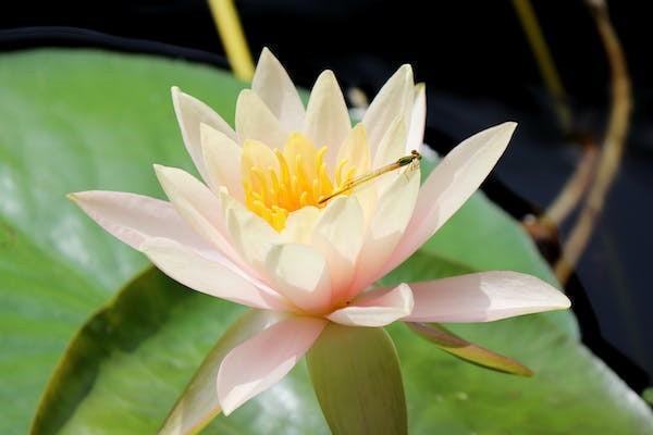 瑞眾保險(xiǎn)和華夏保險(xiǎn)關(guān)系是什么？這篇文章告訴你背后的真相