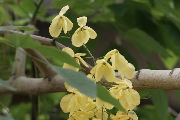 梧桐樹保險(xiǎn)能退保嗎？退保能拿回多少保費(fèi)？