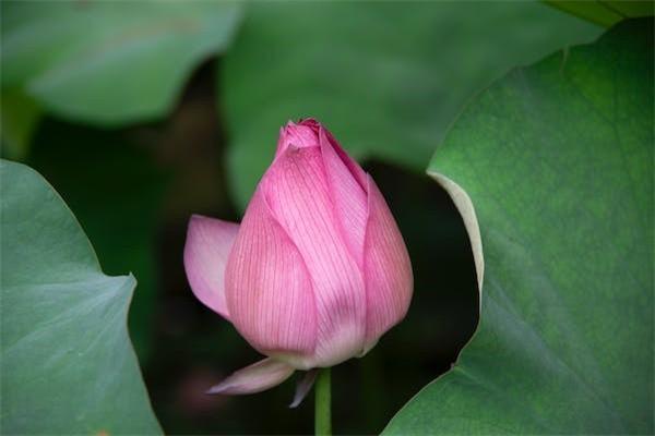保險購買指南：揭秘十大“坑爹”保險，避開保險誤區(qū)！