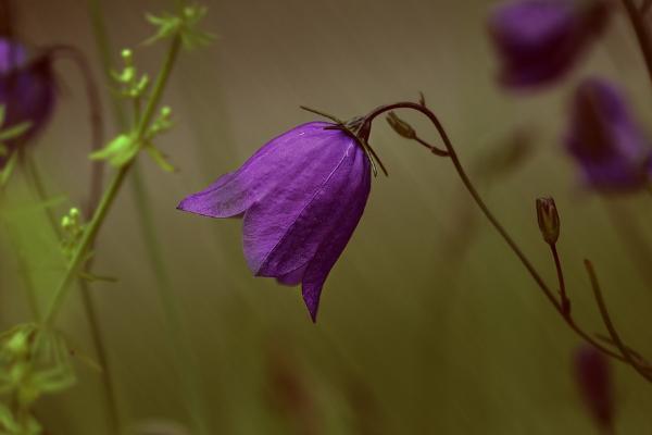 中信保誠(chéng)智尚人生年金保險(xiǎn)c款會(huì)虧本嗎？保什么？