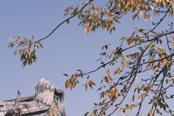養(yǎng)老保險(xiǎn)繳費(fèi)年限怎么查？最低交多少年？