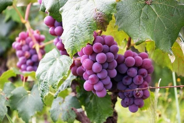 分紅類保險(xiǎn)退保能退多少？退保有什么損失？