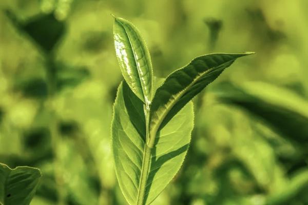 國壽鑫福一生兩全保險(xiǎn)分紅型十年保什么？怎么購買？