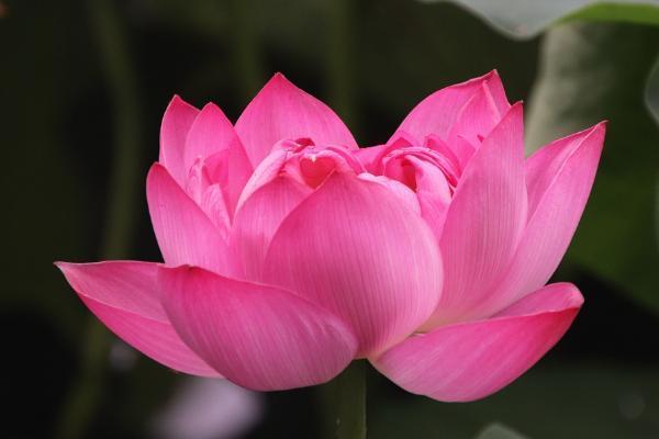 友邦進(jìn)泰安心保的承保公司怎么樣？有什么優(yōu)缺點(diǎn)？