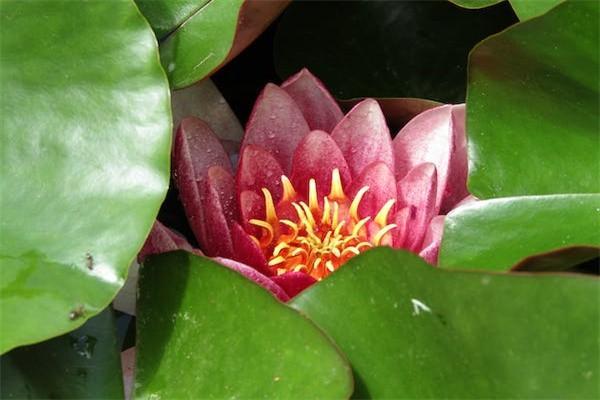 泰康保險(xiǎn)是世界500強(qiáng)嗎