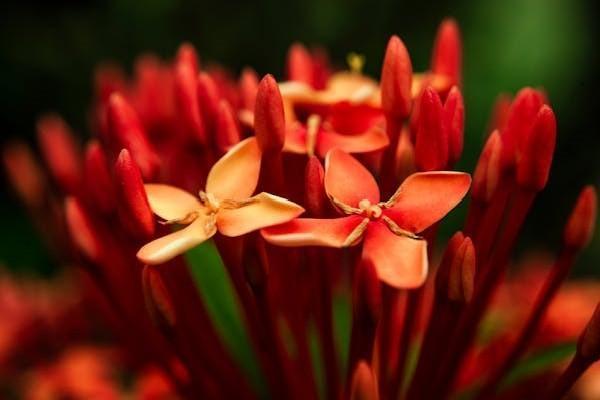分紅險(xiǎn)退保能拿回多少