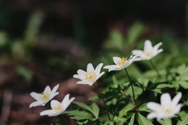 人保i無憂2.0重疾險優(yōu)缺點有哪些？保什么？