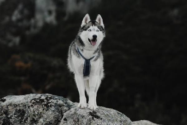 財信人壽退保流程是怎樣的？要注意什么？