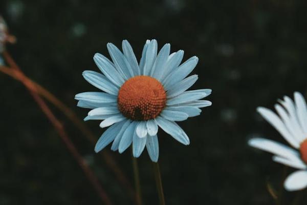 復(fù)星聯(lián)合媽咪保貝少兒重大疾病保險（星禮版）怎么樣？一年多少錢？