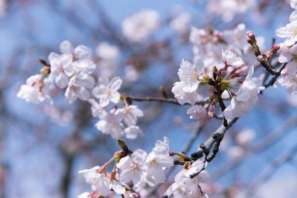 大家慧選養(yǎng)老年金與大富之家榮華版養(yǎng)老年金的區(qū)別，一文詳解！