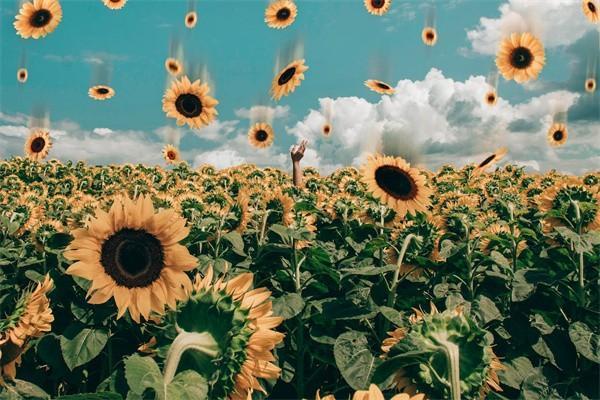 太平洋保險有什么險種？推薦四款優(yōu)質(zhì)保險產(chǎn)品