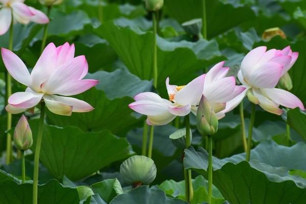 富德生命金典人生終身壽險(xiǎn)5 年交保終身有什么優(yōu)點(diǎn)？有什么缺點(diǎn)嗎？