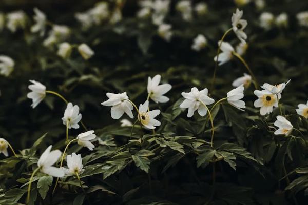 康寧終身保險退保怎么計算？要準備的材料有哪些？