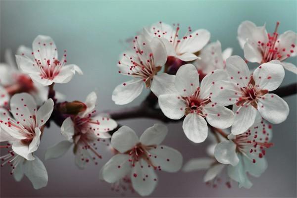 年金險(xiǎn)的優(yōu)缺點(diǎn)是什么