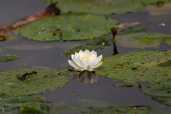為什么說重疾險不要輕易買
