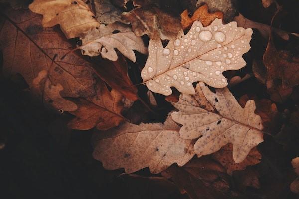 20年分紅保險(xiǎn)能退保嗎？退保流程是什么？