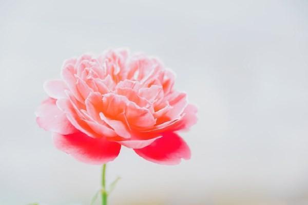 交了12年保險(xiǎn)退保能退多少？退保金到賬時(shí)間概覽？