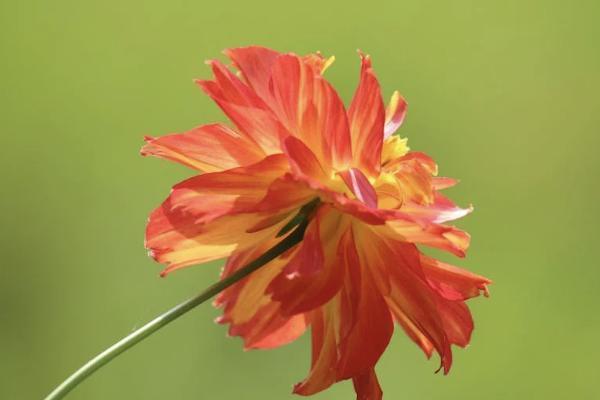 保險(xiǎn)為什么退保