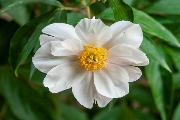 分紅保險(xiǎn)退保能退多少錢？退保操作流程？