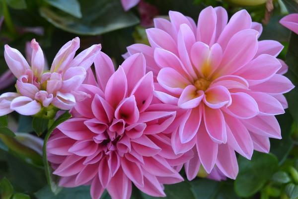 分紅保險(xiǎn)的保單持有人在中途退保時(shí)怎么退？能退多少錢？
