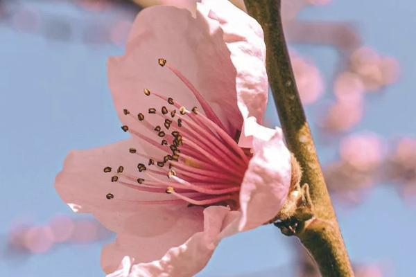 平安福怎么退保能退全款？退保有哪些方式？
