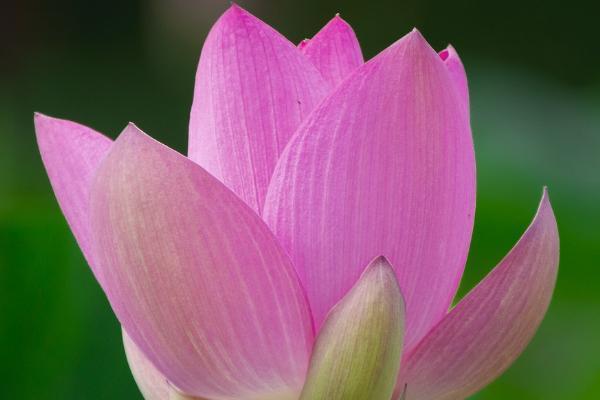 國壽祥瑞終身壽險返還本金嗎