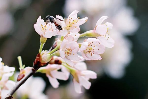 小蜜蜂5號綜合意外險(xiǎn)有什么優(yōu)點(diǎn)？怎么買？
