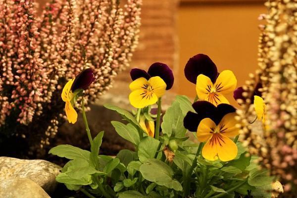 國壽福滿一生兩全保險分紅型十年交可以保什么？多少錢？