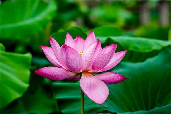 人壽理賠申請(qǐng)已受理之后多久到賬？理賠流程是什么？