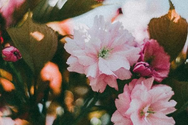 重疾退?，F(xiàn)金價值怎么算？哪些人可以申請退保？