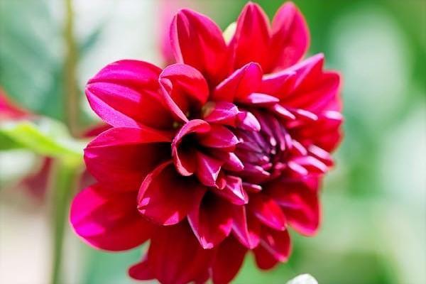 泰康保險退保流程及手續(xù)是什么？泰康保險退保到賬時間？