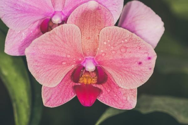 保險金額和當(dāng)期保費(fèi)的區(qū)別是什么？是什么意思？