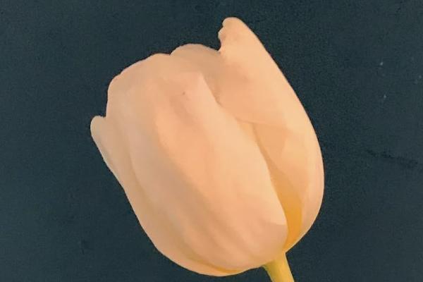 其他醫(yī)療保險指什么