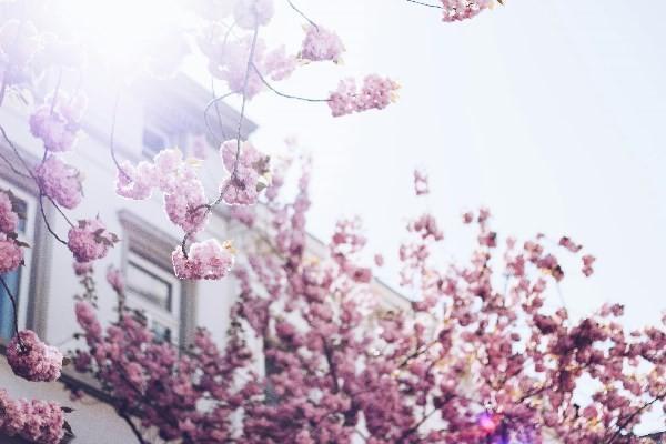 智慧星如何退保