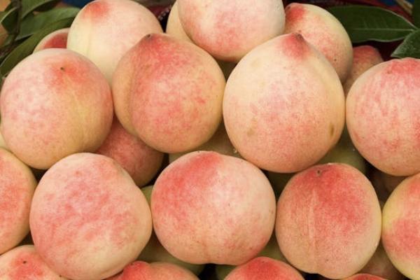 中國平安怎么退保費？可以退多少錢？