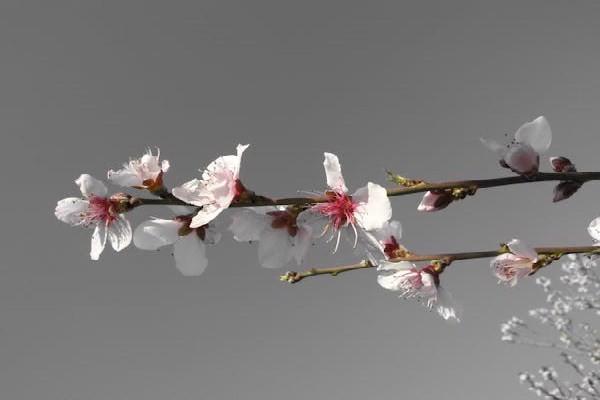 康寧重疾險(xiǎn)繳費(fèi)十年了能退多少錢？重疾險(xiǎn)退保后再購(gòu)買的影響？