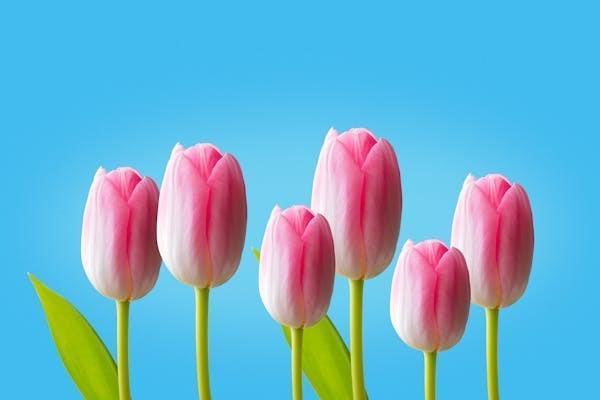 金管家怎么退保險？平安金管家退保金到賬時間？