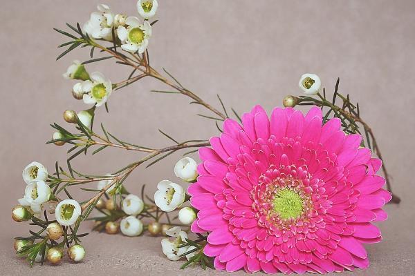 星福家保險有哪些投保規(guī)則？有哪些保障責(zé)任？