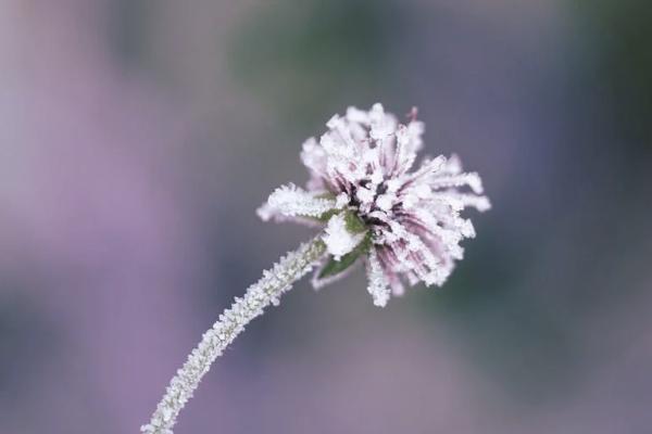 復(fù)星保德信星福家養(yǎng)老年金保險投保規(guī)則有哪些？有哪些增值服務(wù)？