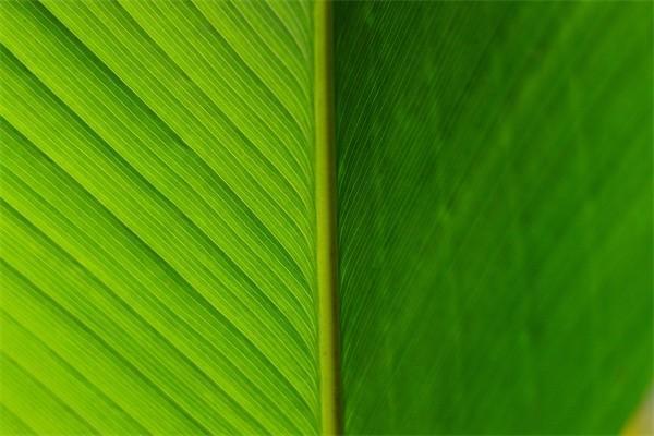 靈活就業(yè)審核不通過原因是什么？審核通過后怎么繳費？