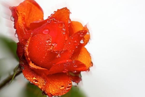 平安保險(xiǎn)怎么樣退保劃算？退保流程是怎樣的？