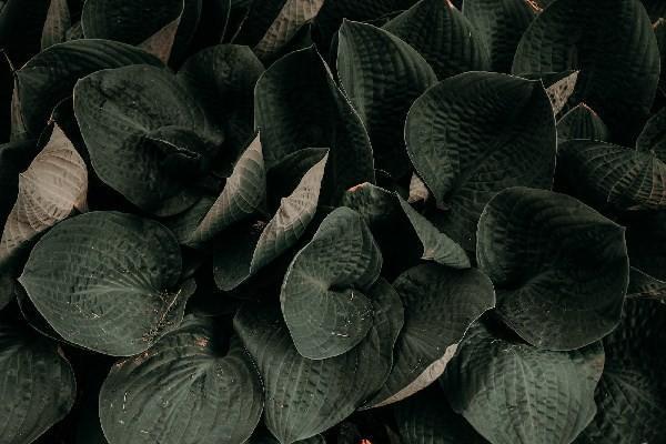福星高照a款終身壽險分紅型保險有哪些保障？富德生命人壽公司靠譜嗎？