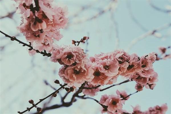 傳統(tǒng)年金保險的基本特點不包括什么？包括哪些？