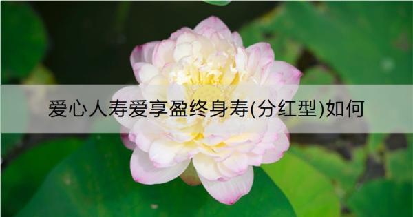 愛心人壽愛享盈終身壽(分紅型)如何？保障什么？
