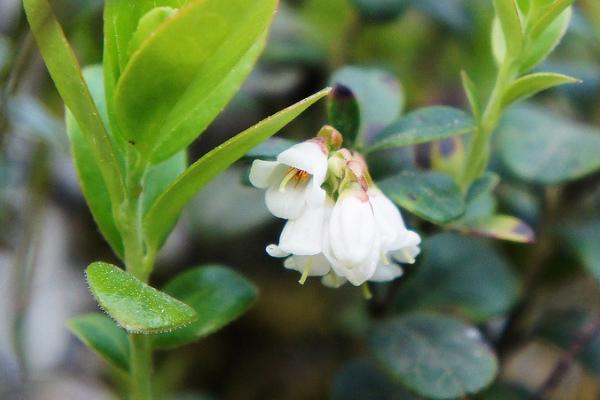 基本養(yǎng)老保險339元是多少比例？繳納怎么查詢？