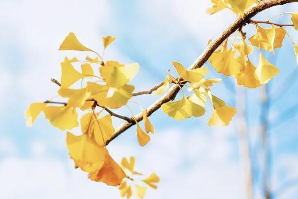 醫(yī)保2024年新規(guī)定保費(fèi)多少？怎么繳費(fèi)啊？