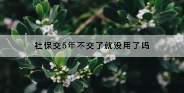 社保交5年不交了就沒用了嗎？交的越久越好嗎？